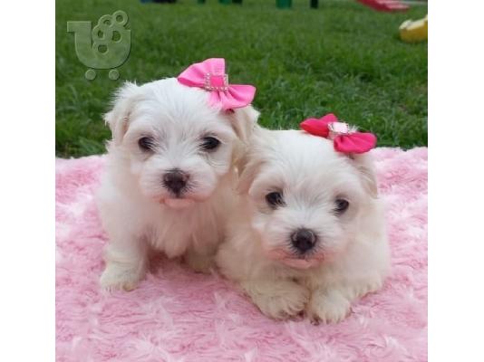 Η Pedigree Maltese Fija γέννησε 4 υγιή κουτάβια.